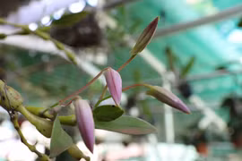 Đặc sản tháng 3…