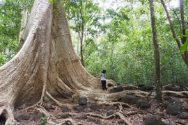 Bỗng nhớ gió rừng