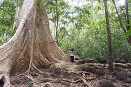 Bỗng nhớ gió rừng