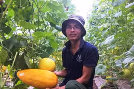 Từ Israel về, trai xứ Thanh làm giàu từ trồng dưa vàng công nghệ cao