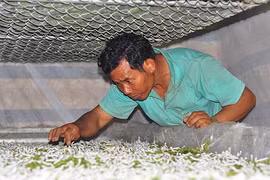 Trồng dâu nuôi tằm có thể lời 200 triệu/năm, vậy mà bị "quên lãng"