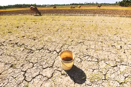 Chống hạn phải như chống giặc