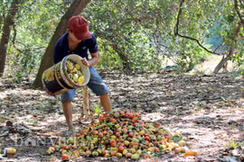 Dịch Covid-19: Giá điều thô giảm sâu đúng mùa thu hoạch