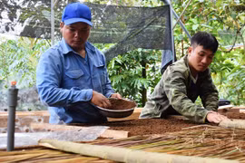 Những chàng trai bảo tồn 'quốc bảo' sâm Ngọc Linh
