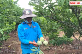 Na ngọt trên đất Kông Yang