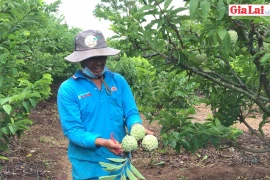 Na ngọt trên đất Kông Yang