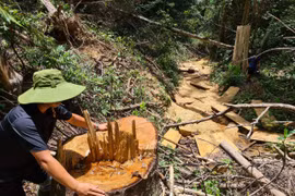 Khởi tố vụ phá rừng ở xã Đak Rong