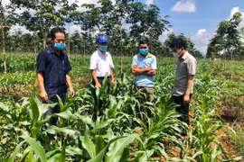 Chư Păh đẩy mạnh liên kết sản xuất, tiêu thụ nông sản