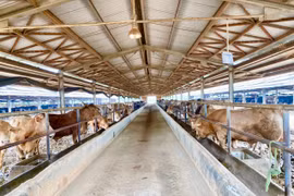 Đón "làn sóng" đầu tư vào lĩnh vực chăn nuôi, trồng rừng