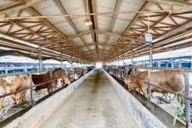 Đón "làn sóng" đầu tư vào lĩnh vực chăn nuôi, trồng rừng
