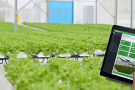 CEO 9X Đặng Xuân Trường: Trồng rau bằng smartphone, không cần đất, không cần ánh sáng