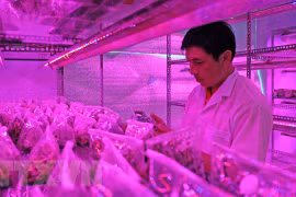 Hoa lan đột biến: Ở Lâm Đồng chiếu xạ gây đột biến được cả cây hoa lan giả hạc quý hiếm