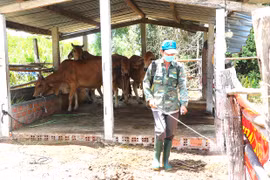 An Khê: 11 xã, phường xuất hiện bệnh viêm da nổi cục trên trâu, bò