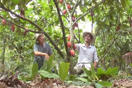 Nông dân Đắk Nông kiếm tiềm triệu nhờ cây ca cao