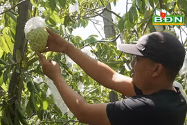 Đắk Nông: Trồng thứ na lạ, ra trái "khổng lồ", ai vào vườn cũng mê tít, thương lái tranh nhau mua