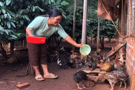 Nông dân A Dơk liên kết phát triển sản xuất