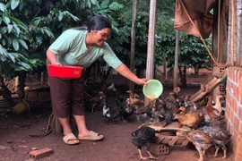 Nông dân A Dơk liên kết phát triển sản xuất