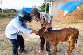 An Khê công bố dịch viêm da nổi cục trên trâu, bò tại 4 xã, phường
