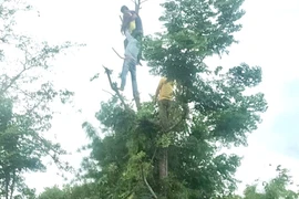 Đắk Lắk: Người phụ nữ bị tai nạn điện giật khi đang hái lá cây