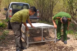 Đắk Nông nhức nhối tình trạng buôn bán động vật trái phép