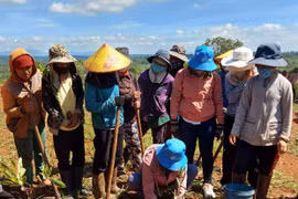 Mang Yang phát động trồng cây nhớ ơn Bác Hồ
