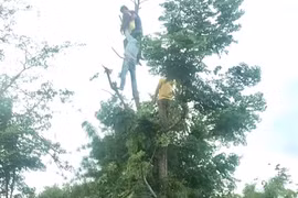 Đắk Lắk: Người phụ nữ bị tai nạn điện giật khi đang hái lá cây