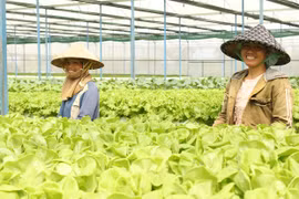 Tìm giải pháp phát triển sản xuất và tiêu thụ nông sản