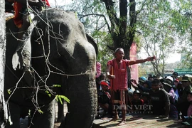 Dân tộc M'Nông ở Tây Nguyên: Con voi mới là đầu cơ nghiệp