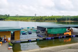 Kĩ sư xây dựng thành công nhờ bỏ nghề vào rừng nuôi cá lạ