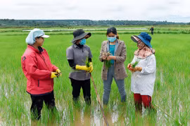 Hà Bầu xây dựng cánh đồng lúa lớn một giống chất lượng cao