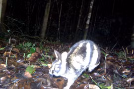 Thỏ vằn bất ngờ xuất hiện ở Lâm Đồng