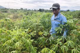 Đông Trường Sơn: Bệnh khảm lá vi rút hoành hành trên cây mì