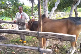 Kông Chro quyết tâm ngăn chặn bệnh viêm da nổi cục