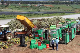 Vụ hàng vạn cành hoa Đà Lạt bị tiêu hủy: Bộ NN-PTNT nói gì?