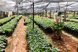 Ia Grai đẩy mạnh tái canh cà phê