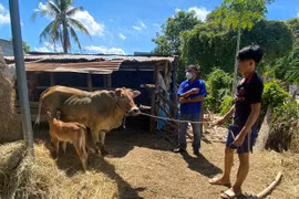 Ayun Pa: Công bố dịch viêm da nổi cục trên trâu, bò tại phường Đoàn Kết và xã Chư Băh
