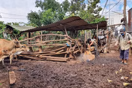 Pleiku: 9 phường, xã công bố dịch viêm da nổi cục trên trâu, bò