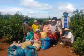 Chư Sê: Hỗ trợ 6 tấn rau củ quả cho người dân TP. Hồ Chí Minh