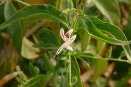 Cách dùng thảo dược Xuyên tâm liên để ngăn ngừa, trị COVID-19