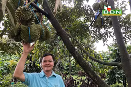 Đắk Nông: Câu lạc bộ có 19 nông dân toàn nhà giàu nhờ trồng thứ cây đặc sản ra trái tua tủa gai nhọn