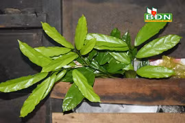 Đắk Nông: Thứ rau rừng kỳ lạ, nếu thiếu "nó" thì không làm nên món đặc sản "quốc hồn quốc túy" của người M'nông