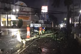 Pleiku: 2 cây xanh bị ngã đổ gây mất điện trên diện rộng