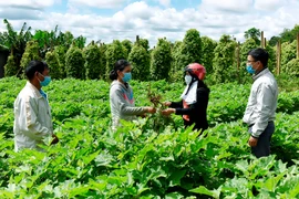 Pleiku: Tiếp sức nông dân làm giàu