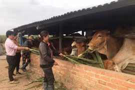 Thoát nghèo nhờ tín dụng chính sách