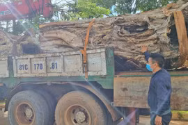 Mang Yang: Tạm giữ xe ô tô vận chuyển 2 gốc cây bằng lăng cổ thụ