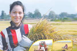 Cánh đồng lúa một giống: Hiệu quả cao, chi phí thấp