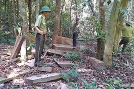 Bí thư Huyện ủy Kbang chỉ đạo xử lý vụ khai thác rừng tại Đak Rong