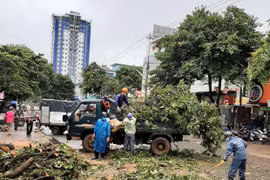 Pleiku: 3 cây xanh ngã đổ do mưa lớn