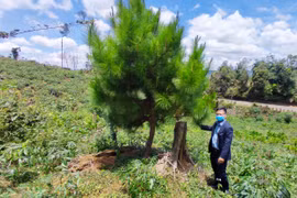 Vụ trồng hơn 100 ha rừng chỉ còn 1 cây: UBND tỉnh Kon Tum chỉ đạo kiểm tra