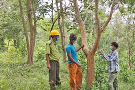 Rừng trắc phủ bóng làng A Lao